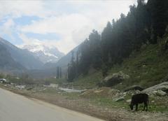 natural view of Pahalgam in the morning