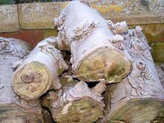 Five frosty wooden logs