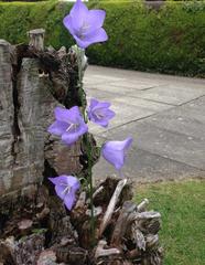 Five Harebell Campanula flowers in bloom