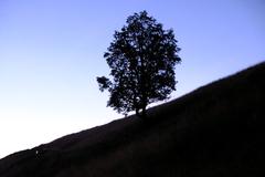 tree in the morning dusk on Alp Berzgumm at Giferspitz near Saanen