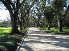 Tree-lined road on the grounds of Longue Vue House & Gardens in New Orleans