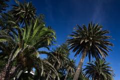 Palm trees in Porto harbour