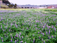 Lupine in Los Angeles State Historic Park