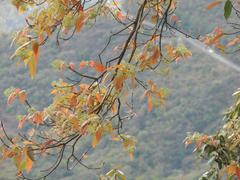 tree's leaves turning yellow in autumn