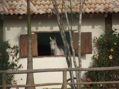 A Vista Do Mundo landscape with horses and a simple life