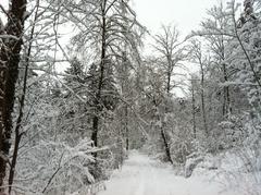 Scenic view of Forest Rüttenen in St. Niklaus