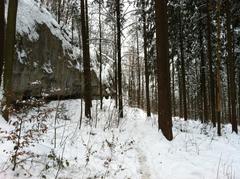 Forest above Rüttenen