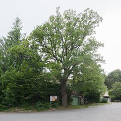 Natural Monument in Lower Austria MD-052