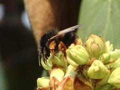 Orange-legged Bumble Bee on a flower