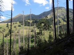 Primeval forest in Breccaschlund