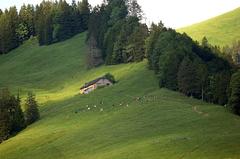 mountain pasture with a vast green field and mountains in the background