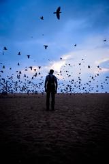 Flock of pigeons at Marina Beach, Chennai