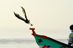 House Crow spreading wings in Chennai