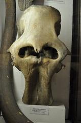 Mammoth skull at Arctic and Antarctic Museum