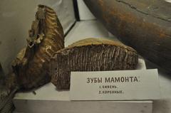 Mammuthus teeth in the Russian State Arctic and Antarctic Museum