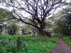 Forest near Ernakulam Terminus railway station