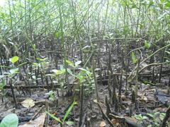 Mangroves at Mangalavanam Bird Sanctuary in Kochi