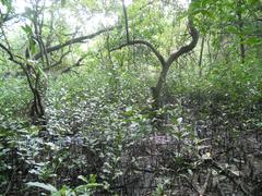 Mangalavanam Bird Sanctuary mangroves