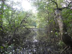 Mangroves at Mangalavanam Bird Sanctuary in Kochi