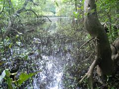 Mangroves at Mangalavanam Bird Sanctuary in Kochi, Kerala