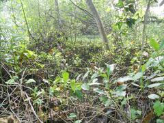 Mangroves at Mangalavanam Bird Sanctuary in Kochi