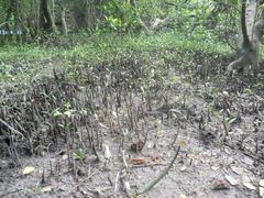 View of mangroves at Mangalavanam Bird Sanctuary