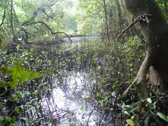 Mangroves at Mangalavanam Bird Sanctuary, Kerala, India