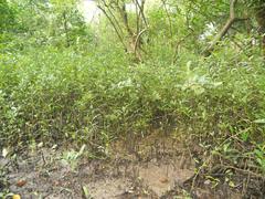 Mangrove forest at Mangalavanam Bird Sanctuary