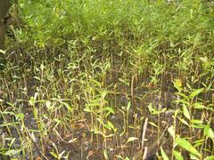 Mangroves at Mangalavanam Bird Sanctuary Kerala