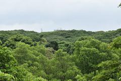 view from top of watch tower in Mangalavanam bird sanctuary