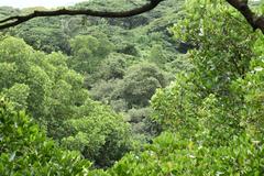 view from top of the watch tower in Mangalavanam bird sanctuary