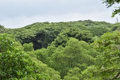 view from top of watch tower in Mangalavanam bird sanctuary