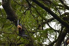 Indian flying fox hanging on a tree