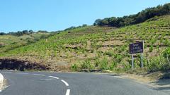 Route nationale 114 in Albères with scenic vineyards and mountains