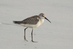 Curlew Sandpiper at Mappila Bay beach