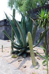 large maguey plant at Anahuacalli Museum