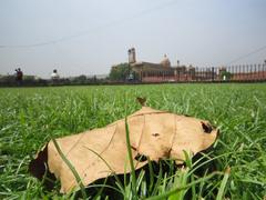 large leaf on the grass