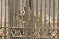 Langur behind the gates of Rashtrapati Bhavan