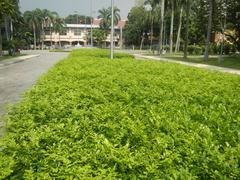 Mehan Garden with Universidad de Manila in the background, located in Ermita, Manila