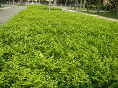 Mehan Garden in Ermita, Manila