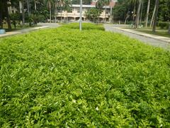 Mehan Garden in Ermita, Manila