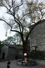 Ficus religiosa tree at Temple of the Six Banyan Trees in Guangzhou, China