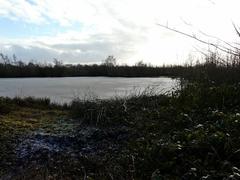 Frozen silt lagoon at Middleton Lakes RSPB Reserve