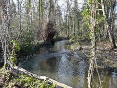 Langley Brook at Middleton Lakes RSPB Reserve