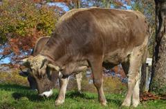 Braunvieh cows near Schloss Uster in Switzerland