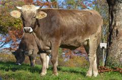 Braunvieh cattle at Schloss Uster in Switzerland