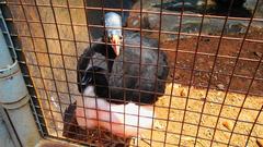 Pauxi bird at Taman Burung TMII Jakarta