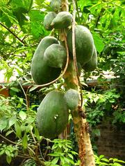 Papaya tree in Naihati, West Bengal, India