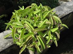 Kalanchoe pinnata plant known as Pathakurchi in Bengali