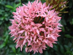 Pink Rangan flower in bloom